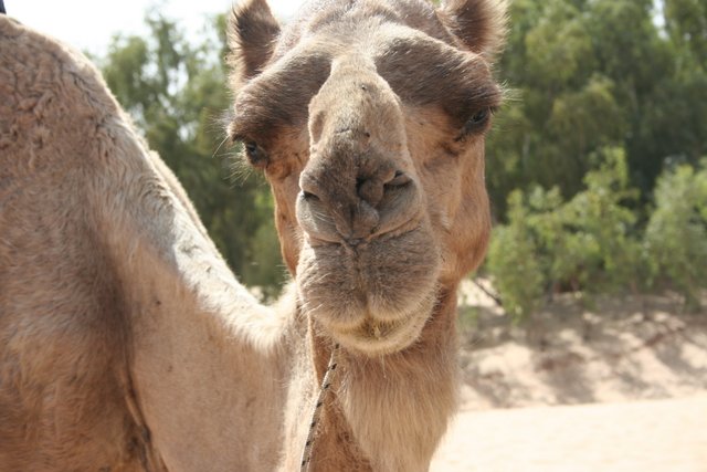 camel (4)